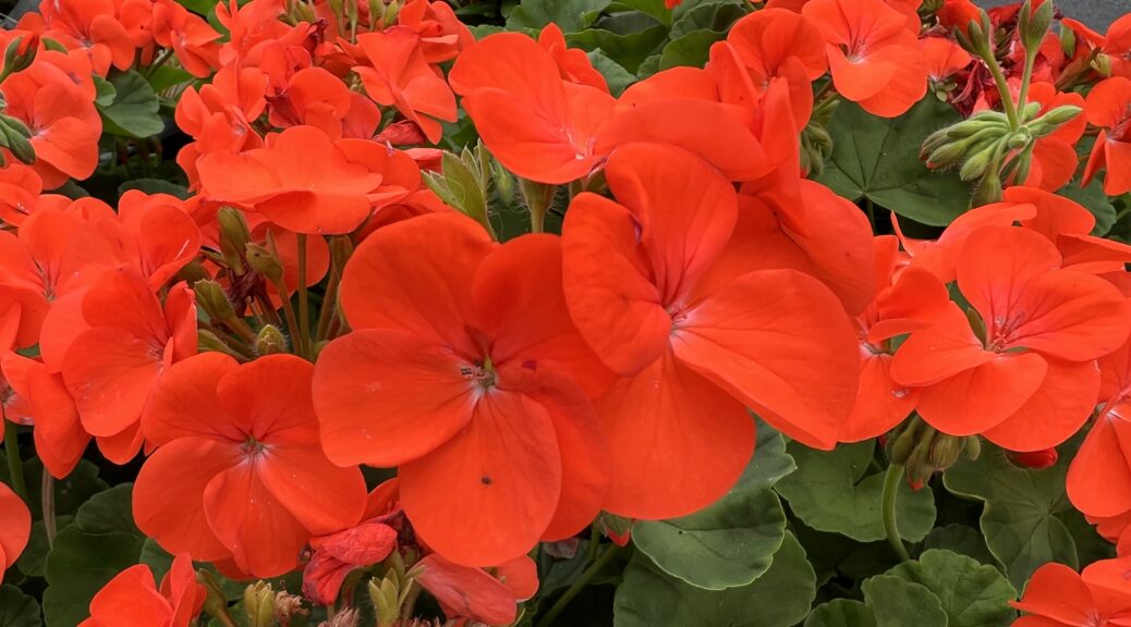 Orange enough for ya?